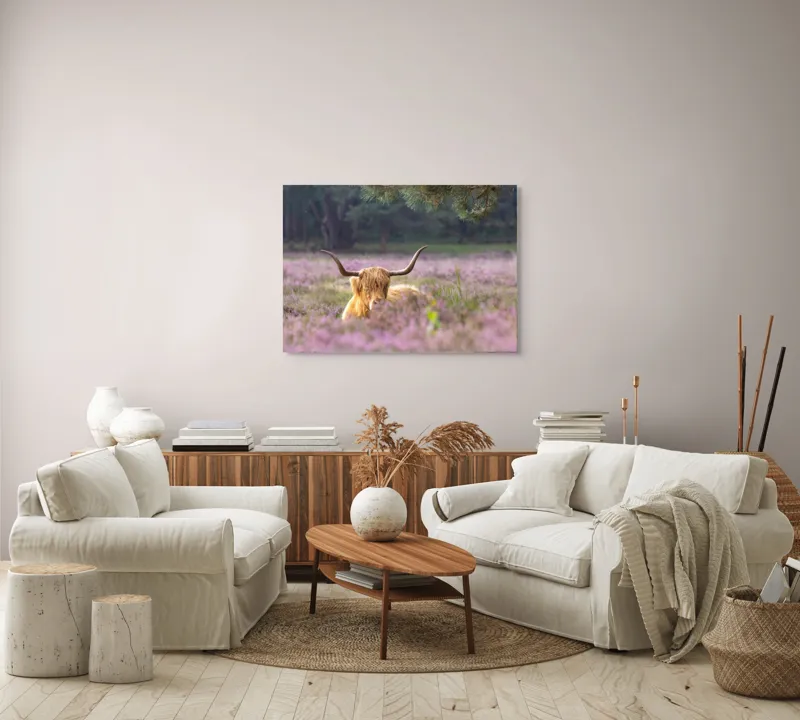 Tablou Canvas, "Vacă din Highlands printre flori mov", 100 x 70 cm – poza 3