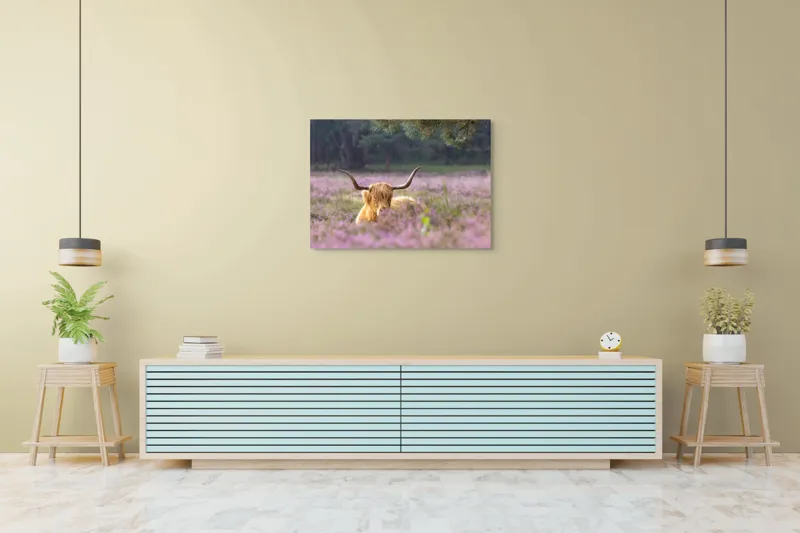 Tablou Canvas, "Vacă din Highlands printre flori mov", 100 x 70 cm – poza 4