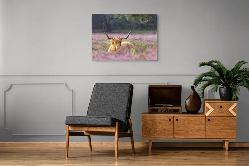 Tablou Canvas, "Vacă din Highlands printre flori mov", 100 x 70 cm – poza 8