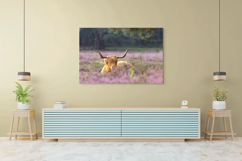 Tablou Canvas, "Vacă din Highlands printre flori mov", 150 x 100 cm – poza 6