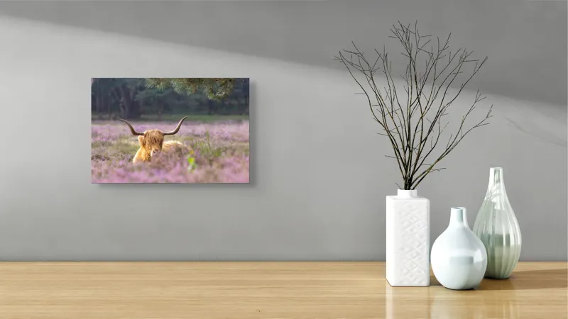 Tablou Canvas, "Vacă din Highlands printre flori mov", 39 x 26 cm – poza 8