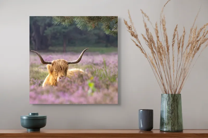 Tablou Canvas, "Vacă din Highlands printre flori mov", 50 x 50 cm – poza 4