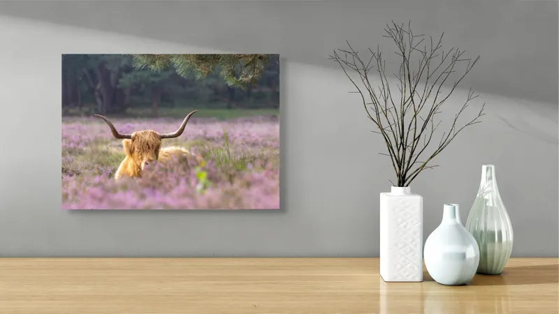 Tablou Canvas, "Vacă din Highlands printre flori mov", 54 x 39 cm – poza 3