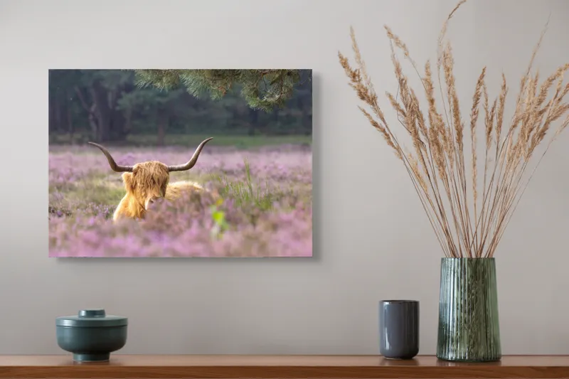 Tablou Canvas, "Vacă din Highlands printre flori mov", 54 x 39 cm – poza 4