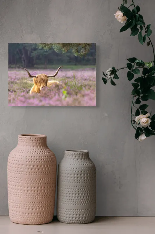 Tablou Canvas, "Vacă din Highlands printre flori mov", 54 x 39 cm – poza 8