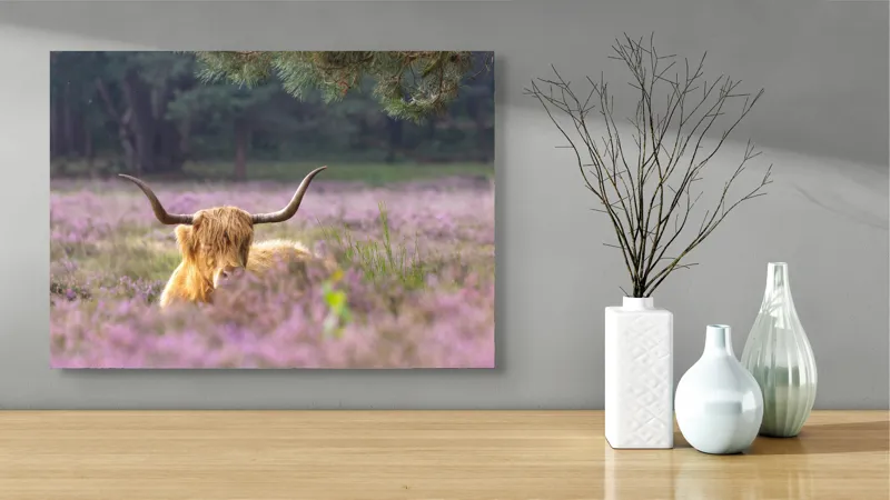 Tablou Canvas, "Vacă din Highlands printre flori mov", 70 x 50 cm – poza 3