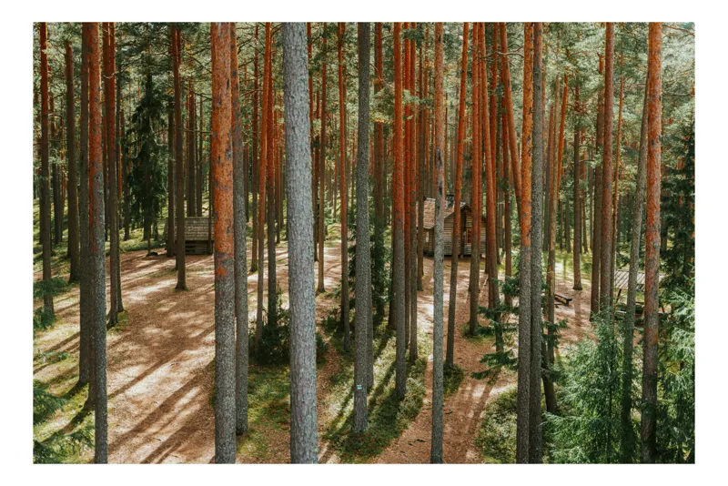 Tablou Canvas, "Coliba ascunsă în pădurea deasă", Pădure, Copaci, Cabane, Lumină, Umbre, Natură, Timp, Liniște, Verdeață, Trunchiuri, 90 x 50 cm