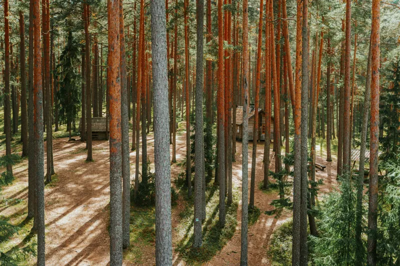 Tablou Canvas, "Coliba ascunsă în pădurea deasă", Pădure, Copaci, Cabane, Lumină, Umbre, Natură, Timp, Liniște, Verdeață, Trunchiuri, 150 x 100 cm – poza 2