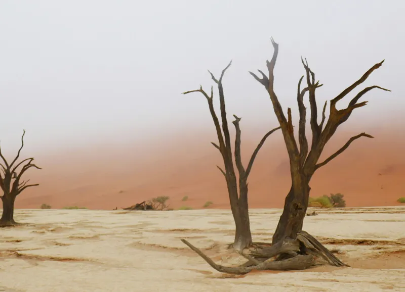Tablou Canvas, "Pustietatea tăcută a deșertului arid", Ariditate, Deșert, Copaci, Solitudine, Ceață, Peisaj, Natură, 54 x 39 cm – poza 2