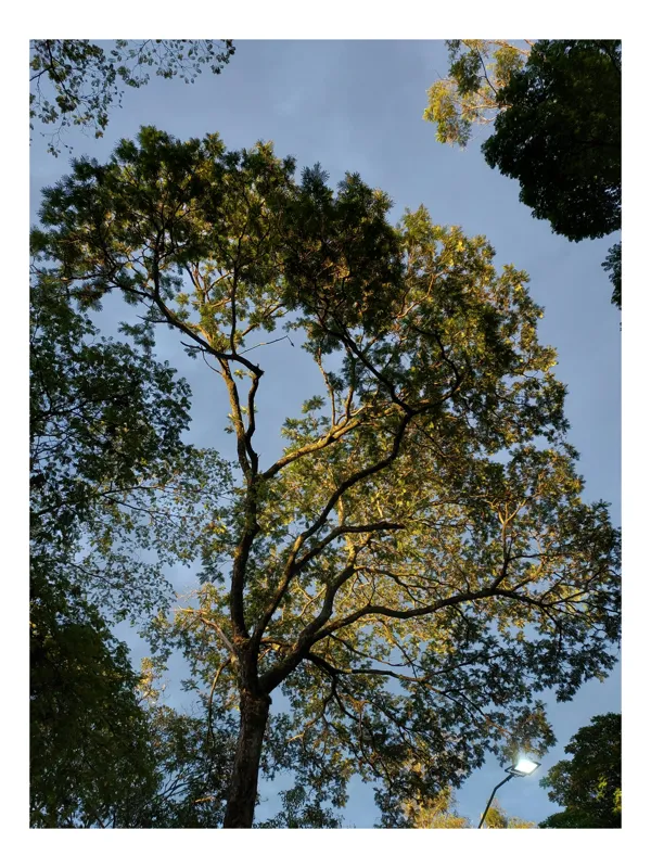 Tablou Canvas, "Copacul în lumina amurgului liniștit", Copac, Cer, Frunziș, Apus, Lumină, Ramuri, Natură, Atmosferă, Verdeață, Tranquilitate, 50 x 90 cm