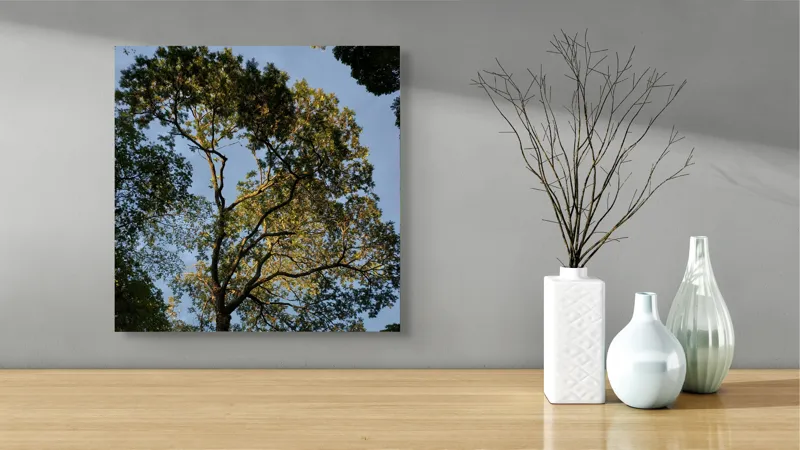Tablou Canvas, "Copacul în lumina amurgului liniștit", Copac, Cer, Frunziș, Apus, Lumină, Ramuri, Natură, Atmosferă, Verdeață, Tranquilitate, 50 x 50 cm – poza 3