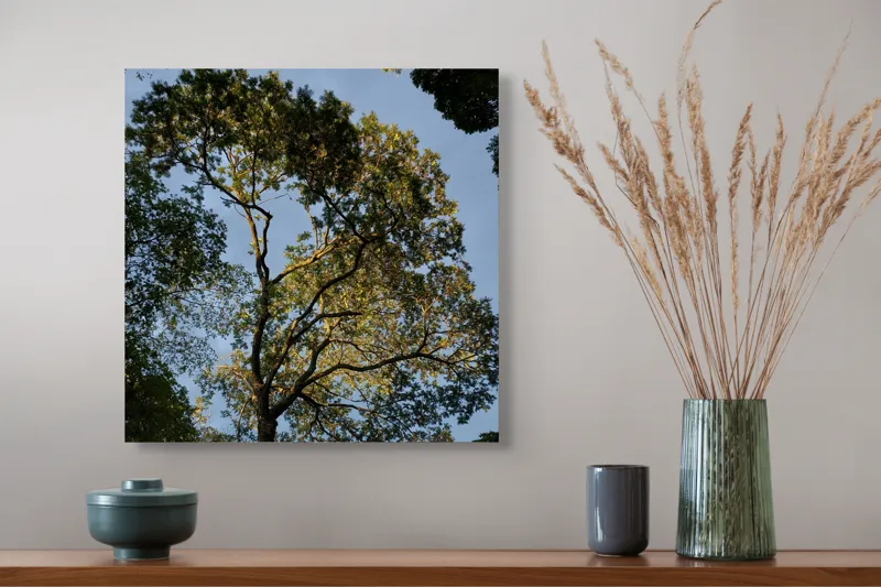 Tablou Canvas, "Copacul în lumina amurgului liniștit", Copac, Cer, Frunziș, Apus, Lumină, Ramuri, Natură, Atmosferă, Verdeață, Tranquilitate, 50 x 50 cm – poza 4