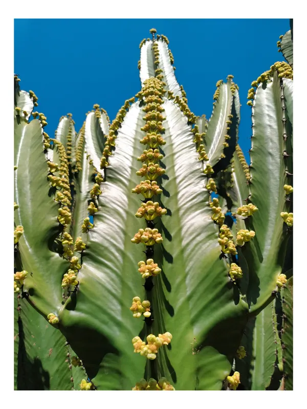 Tablou Canvas, "Cactusi sub cer albastru senin", Cactus, Verde, Cer, Albastru, Flori, Galben, Coloane, Lumina, Textura, Vârfuri, 100 x 150 cm
