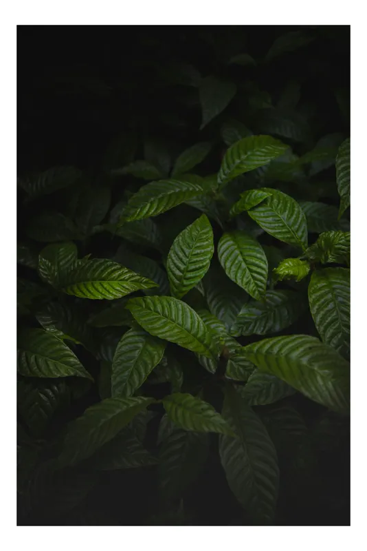 Tablou Canvas, "Frunzele întunericului pădurii verzi", Frunziș, Întuneric, Verde, Textură, Natură, Lumină, Umbre, Viu, Calm, Organic, 50 x 90 cm