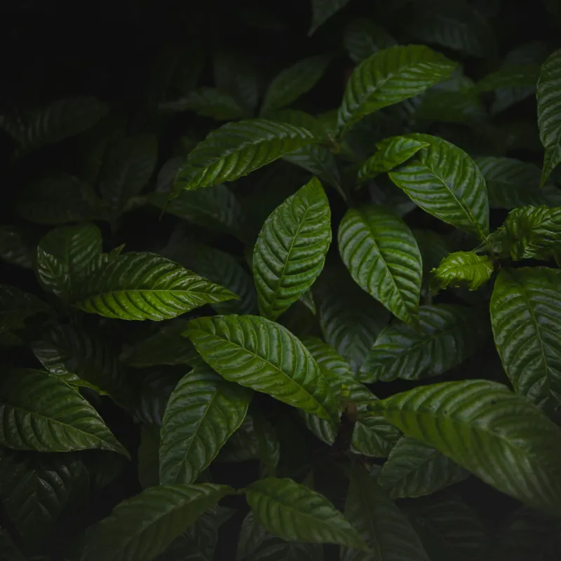 Tablou Canvas, "Frunzele întunericului pădurii verzi", Frunziș, Întuneric, Verde, Textură, Natură, Lumină, Umbre, Viu, Calm, Organic, 100 x 100 cm – poza 2