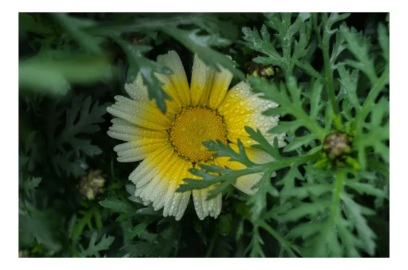 Tablou Canvas, "Floare radiantă ascunsă în frunze", Floare, Margareta, Picături, Frunze, Verde, Galben, Umiditate, Natură, Delicat, Plante, 100 x 70 cm