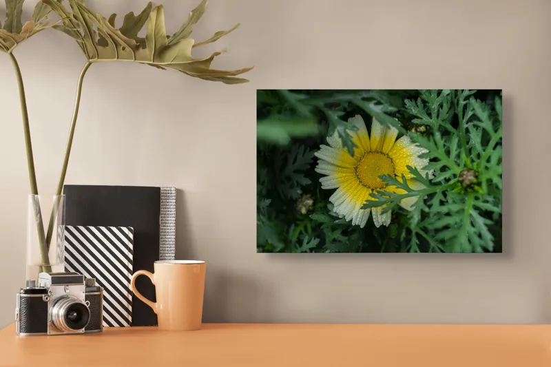 Tablou Canvas, "Floare radiantă ascunsă în frunze", Floare, Margareta, Picături, Frunze, Verde, Galben, Umiditate, Natură, Delicat, Plante, 39 x 26 cm – poza 3