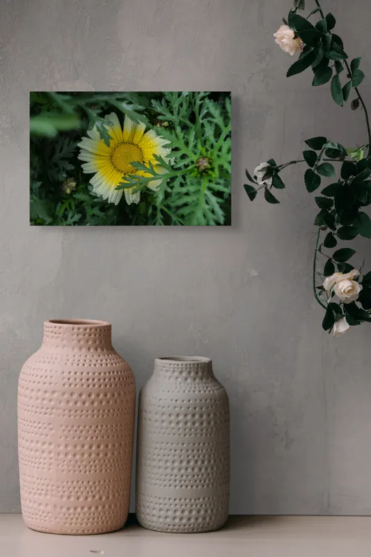 Tablou Canvas, "Floare radiantă ascunsă în frunze", Floare, Margareta, Picături, Frunze, Verde, Galben, Umiditate, Natură, Delicat, Plante, 39 x 26 cm – poza 4