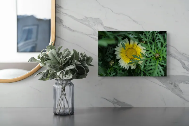 Tablou Canvas, "Floare radiantă ascunsă în frunze", Floare, Margareta, Picături, Frunze, Verde, Galben, Umiditate, Natură, Delicat, Plante, 39 x 26 cm – poza 5