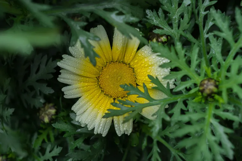 Tablou Canvas, "Floare radiantă ascunsă în frunze", Floare, Margareta, Picături, Frunze, Verde, Galben, Umiditate, Natură, Delicat, Plante, 39 x 26 cm – poza 2