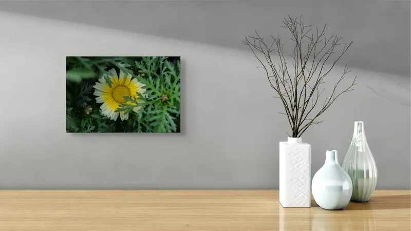 Tablou Canvas, "Floare radiantă ascunsă în frunze", Floare, Margareta, Picături, Frunze, Verde, Galben, Umiditate, Natură, Delicat, Plante, 39 x 26 cm – poza 8