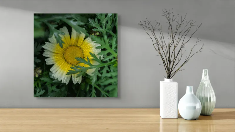 Tablou Canvas, "Floare radiantă ascunsă în frunze", Floare, Margareta, Picături, Frunze, Verde, Galben, Umiditate, Natură, Delicat, Plante, 50 x 50 cm – poza 3