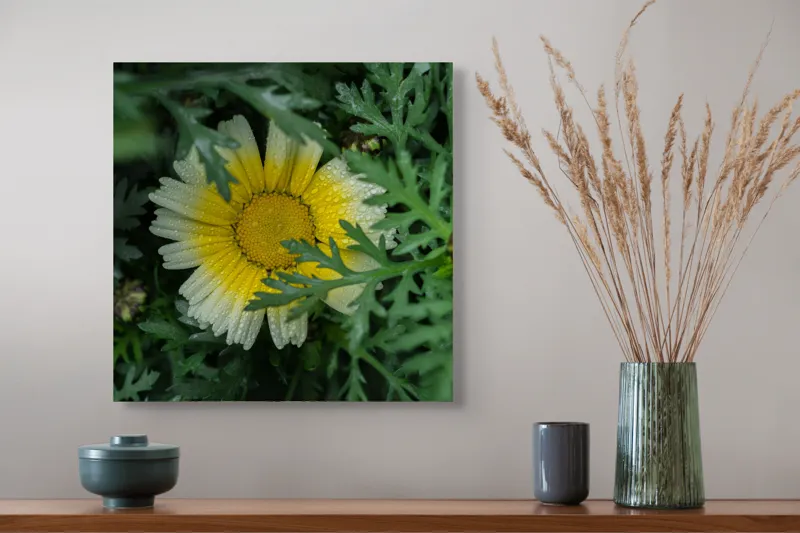 Tablou Canvas, "Floare radiantă ascunsă în frunze", Floare, Margareta, Picături, Frunze, Verde, Galben, Umiditate, Natură, Delicat, Plante, 50 x 50 cm – poza 4