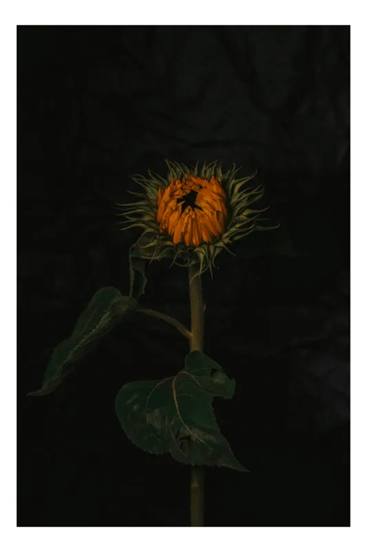Tablou Canvas, "Floarea soarelui în întuneric profund", Floare, Mister, Întuneric, Eleganță, Frumusețe, Solitudine, Contrast, Dramatic, Natură, 50 x 90 cm