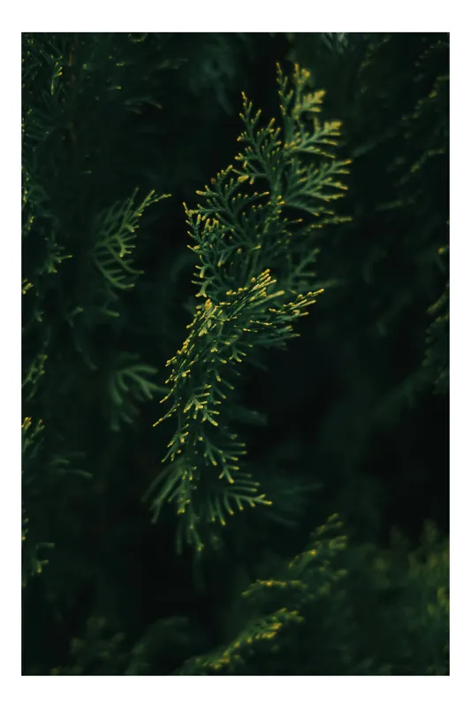 Tablou Canvas, "Rămurele de conifer în amurg", Frunziș, Verde, Ramură, Textură, Întuneric, Natură, Frumusețe, Detaliu, 50 x 70 cm