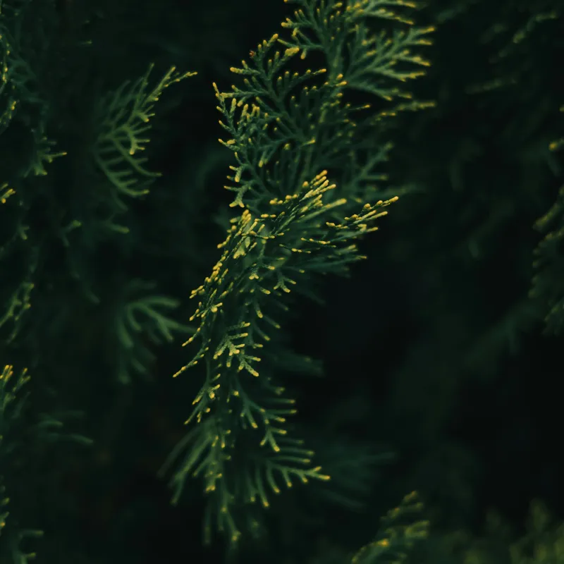 Tablou Canvas, "Rămurele de conifer în amurg", Frunziș, Verde, Ramură, Textură, Întuneric, Natură, Frumusețe, Detaliu, 100 x 100 cm – poza 2