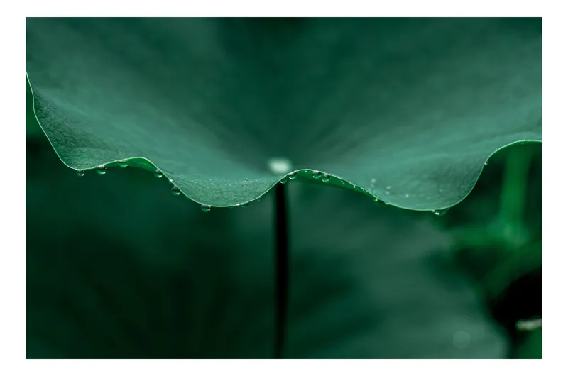 Tablou Canvas, "Ritm de picături pe frunză verde", Verde, Frunze, Picături, Rouă, Natură, Serenitate., 150 x 100 cm