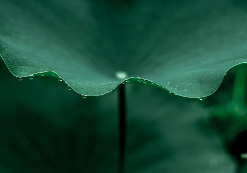 Tablou Canvas, "Ritm de picături pe frunză verde", Verde, Frunze, Picături, Rouă, Natură, Serenitate., 100 x 70 cm – poza 2