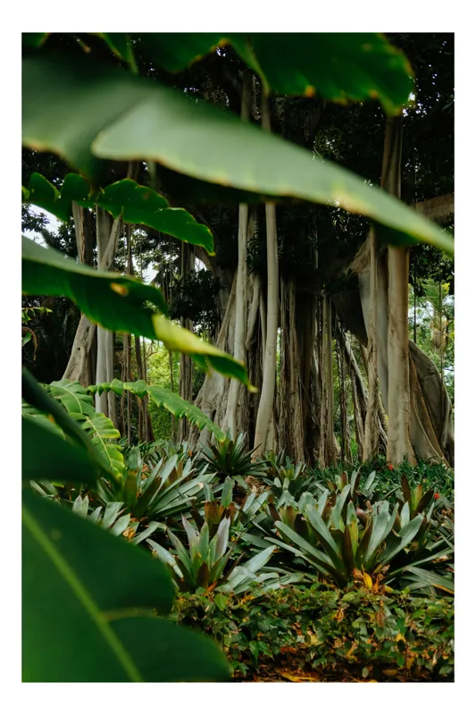 Tablou Canvas, "Grădina tropicală ascunsă în pădure", Frunziș, Vegetație, Trunchiuri, Liană, Verde, Pădure, Densitate, Tropical, Natură, Exotic, Vitalitate, Umbră, 50 x 70 cm