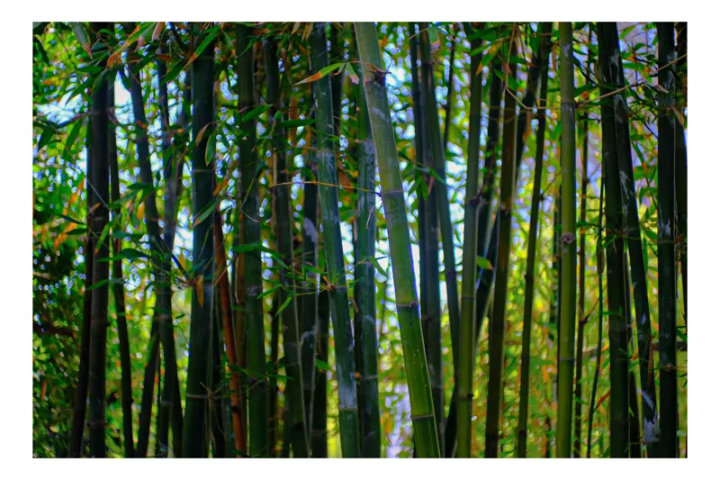 Tablou Canvas, "Pădurea liniștită de bambus verde", Bambus, Frunziș, Verde, Densitate, Natură, Lumină, Trunchiuri, Vegetație, Seral, Textură, 39 x 26 cm