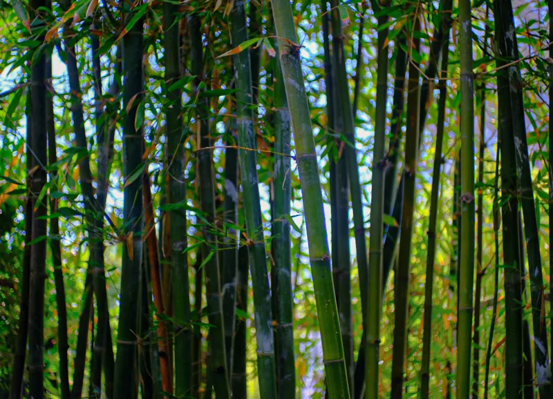 Tablou Canvas, "Pădurea liniștită de bambus verde", Bambus, Frunziș, Verde, Densitate, Natură, Lumină, Trunchiuri, Vegetație, Seral, Textură, 54 x 39 cm – poza 2