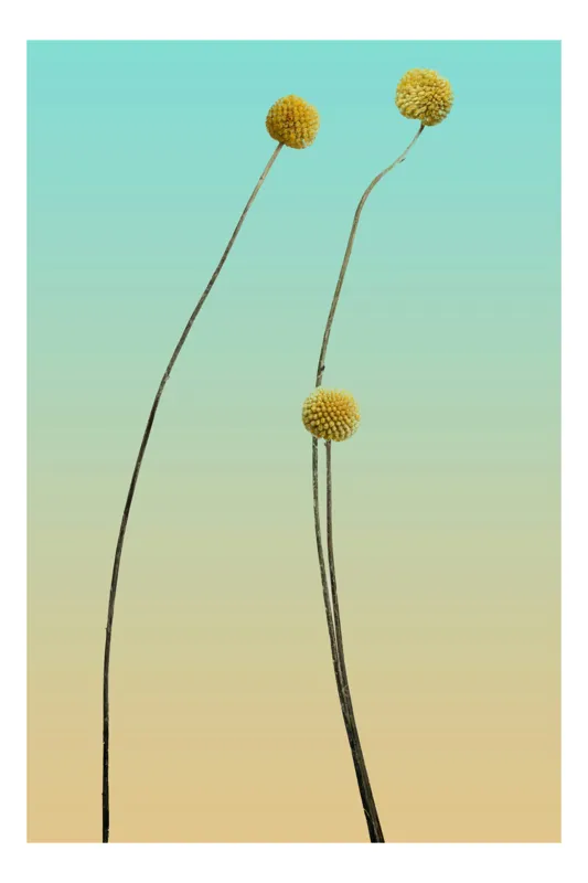 Tablou Canvas, "Dansul florilor sub cer senin", Elegant, Minimalist, Serene, Pastel, Graceful, 50 x 90 cm
