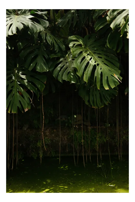 Tablou Canvas, "Monstera în lumina liniștită a pădurii", Frunze, Liane, Umbre, Verde, Jungle, Mister, Tropical, Răcoare, 26 x 39 cm