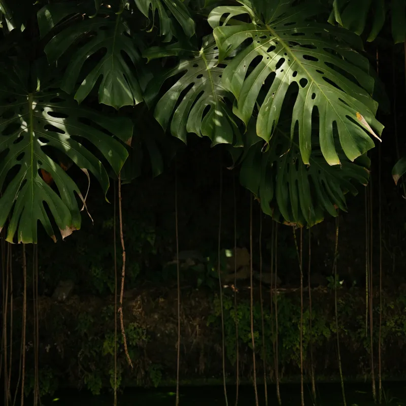 Tablou Canvas, "Monstera în lumina liniștită a pădurii", Frunze, Liane, Umbre, Verde, Jungle, Mister, Tropical, Răcoare, 100 x 100 cm – poza 2