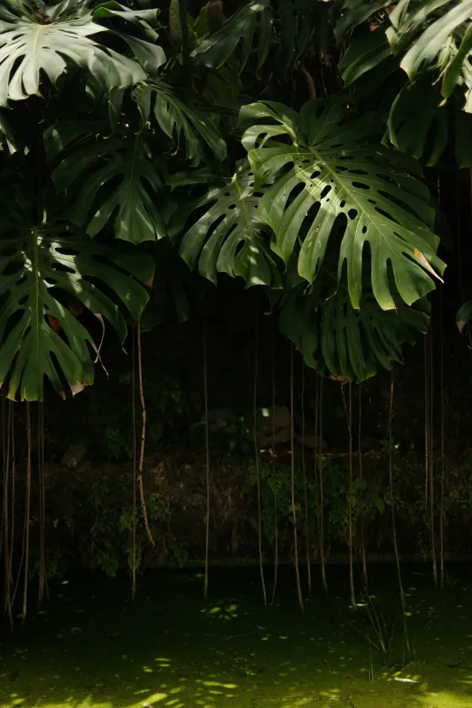 Tablou Canvas, "Monstera în lumina liniștită a pădurii", Frunze, Liane, Umbre, Verde, Jungle, Mister, Tropical, Răcoare, 100 x 150 cm – poza 2