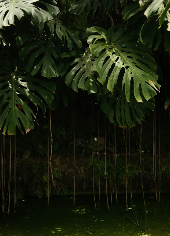 Tablou Canvas, "Monstera în lumina liniștită a pădurii", Frunze, Liane, Umbre, Verde, Jungle, Mister, Tropical, Răcoare, 39 x 54 cm – poza 2