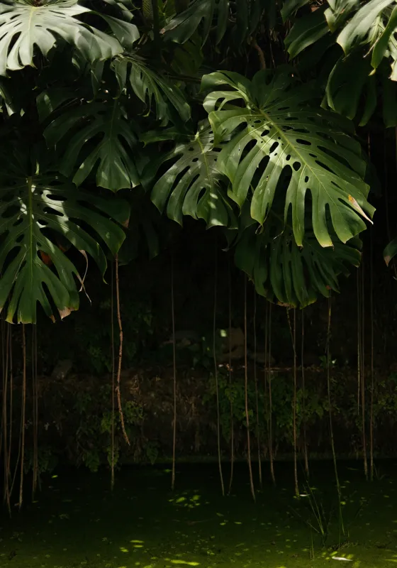 Tablou Canvas, "Monstera în lumina liniștită a pădurii", Frunze, Liane, Umbre, Verde, Jungle, Mister, Tropical, Răcoare, 70 x 100 cm – poza 2