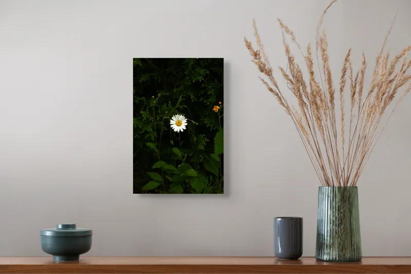 Tablou Canvas, "Margareta solitară în umbra naturii", Floare, Margareta, Verdeață, Întuneric, Solitudine, Natură, Fragilitate, Contrast, Viață, Simplitate, 26 x 39 cm – poza 5