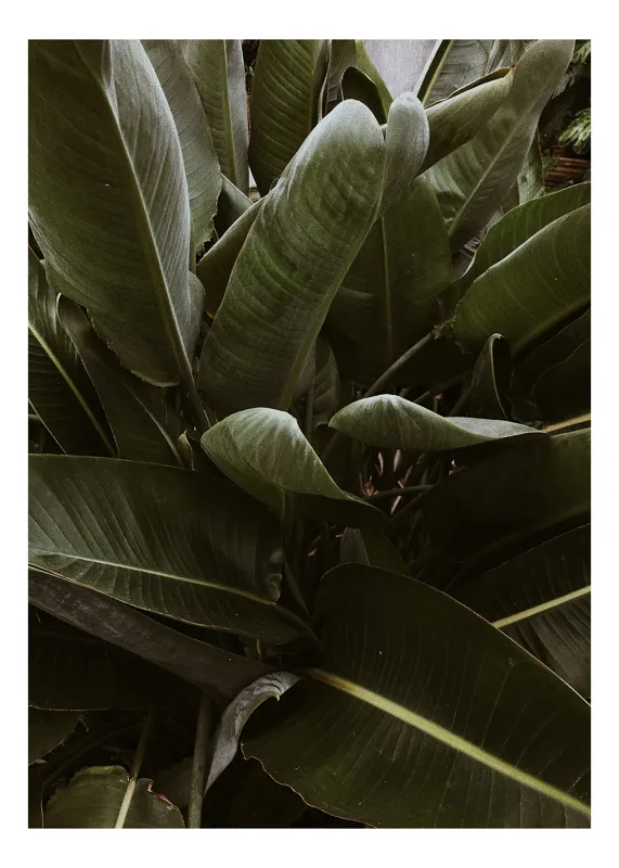 Tablou Canvas, "Frunzele tropicale ale liniștii verzi", Verde, Frunze, Luxuriant, Natură, Tropical, Vigoros, Vegetație, 70 x 100 cm