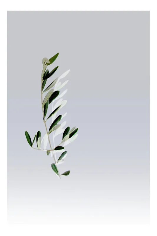Tablou Canvas, "Frunze delicate pe fond gri", Ramură, Frunze, Verde, Minimalism, Natură, Simplu, Eleganță, 50 x 50 cm