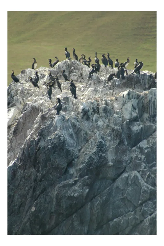 Tablou Canvas, "Cormorani odihnindu-se pe stânci aspre", Păsări, Piatra, Agitație, Natură, Coastă, Pescăruși, Stâncăta, Frumusețe, Peisaj, Sălbăticie, 39 x 54 cm
