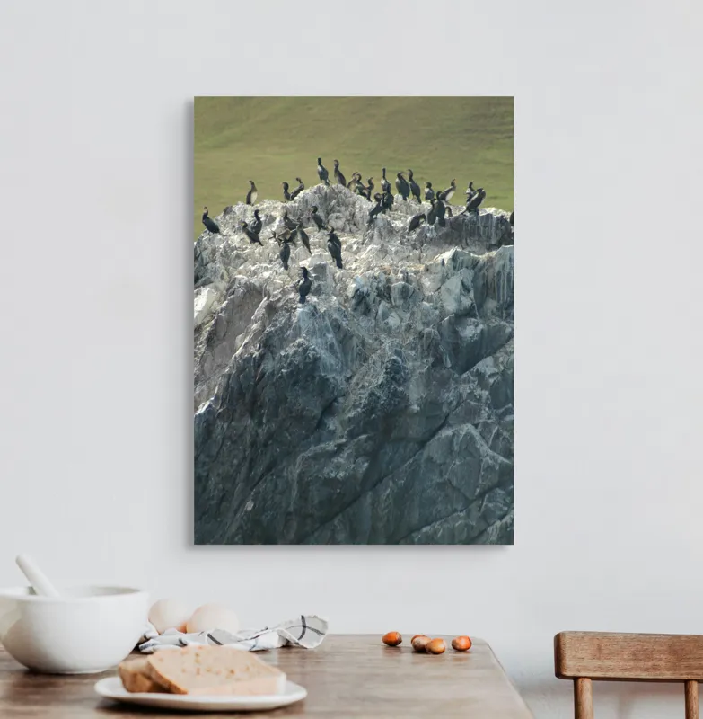 Tablou Canvas, "Cormorani odihnindu-se pe stânci aspre", Păsări, Piatra, Agitație, Natură, Coastă, Pescăruși, Stâncăta, Frumusețe, Peisaj, Sălbăticie, 50 x 70 cm – poza 3