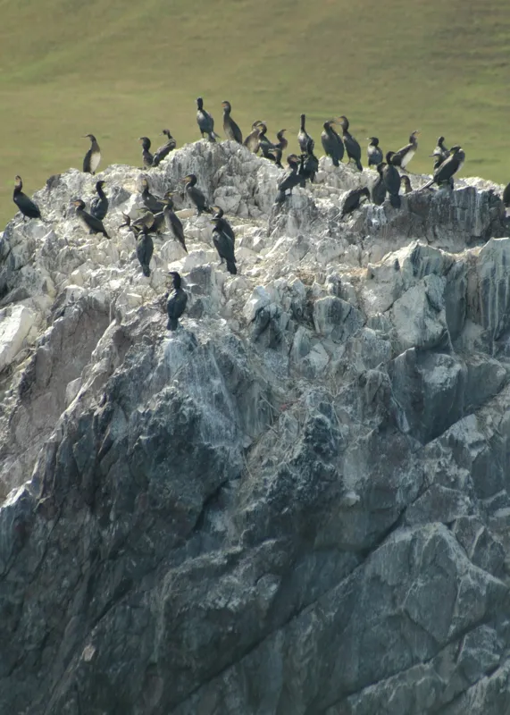 Tablou Canvas, "Cormorani odihnindu-se pe stânci aspre", Păsări, Piatra, Agitație, Natură, Coastă, Pescăruși, Stâncăta, Frumusețe, Peisaj, Sălbăticie, 50 x 70 cm – poza 2