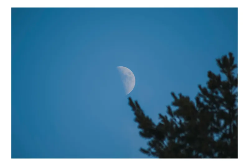 Tablou Canvas, "Luna pe cerul albastru senin", Lună, Albastru, Cer, Răsărit, Siluetă, Crengi, Natură, Noapte, Lumină, 70 x 50 cm