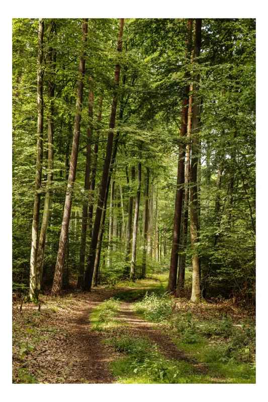 Tablou Canvas, "Cărare prin pădurea liniștită de vară", Pădure, Potecă, Copaci, Lumină, Frunze, Natură, Verde, Tranquilitate, 50 x 90 cm