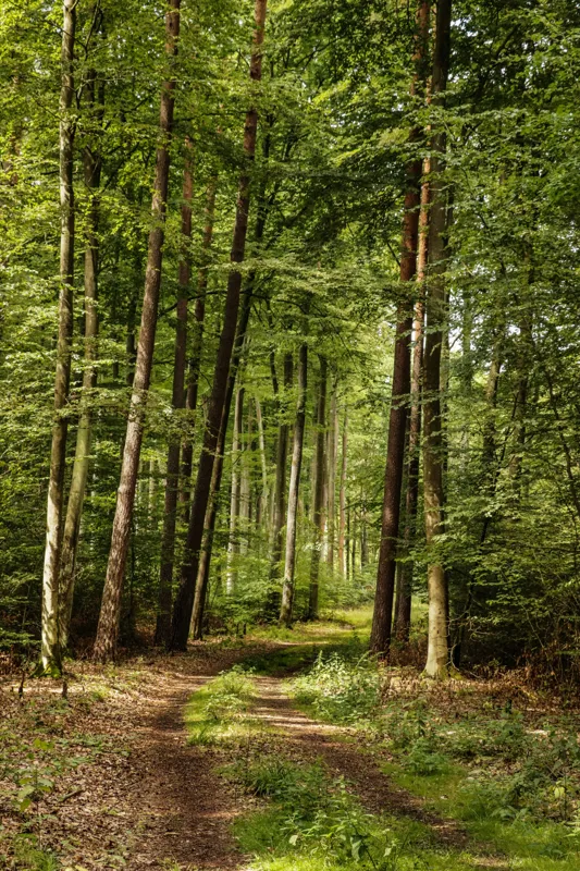 Tablou Canvas, "Cărare prin pădurea liniștită de vară", Pădure, Potecă, Copaci, Lumină, Frunze, Natură, Verde, Tranquilitate, 100 x 150 cm – poza 2